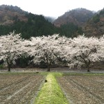朽木の桜2015