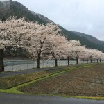朽木の桜2015