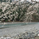 朽木の桜2015